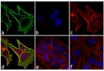 Mouse IgG1 Cross-Adsorbed Secondary Antibody in Immunocytochemistry (ICC/IF)