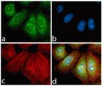 Rabbit IgG (H+L) Highly Cross-Adsorbed Secondary Antibody in Immunocytochemistry (ICC/IF)