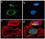 Rabbit IgG (H+L) Highly Cross-Adsorbed Secondary Antibody in Immunocytochemistry (ICC/IF)