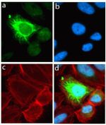 Rabbit IgG (H+L) Highly Cross-Adsorbed Secondary Antibody in Immunocytochemistry (ICC/IF)