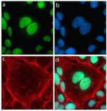 Rabbit IgG (H+L) Highly Cross-Adsorbed Secondary Antibody in Immunocytochemistry (ICC/IF)