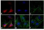 Rabbit IgG (H+L) Cross-Adsorbed Secondary Antibody in Immunocytochemistry (ICC/IF)