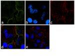 Transferrin Receptor Antibody in Immunocytochemistry (ICC/IF)