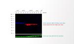 Mouse IgG (H+L) Highly Cross-Adsorbed Secondary Antibody in Western Blot (WB)