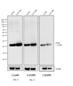 Mouse IgG (H+L) Cross-Adsorbed Secondary Antibody in Western Blot (WB)