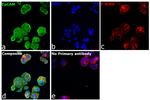 Rabbit IgG (H+L) Secondary Antibody in Immunocytochemistry (ICC/IF)