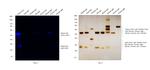 Rabbit IgG (H+L) Secondary Antibody in Western Blot (WB)