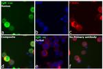 Human IgG, IgM, IgA (H+L) Secondary Antibody in Immunocytochemistry (ICC/IF)