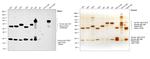 Human IgG, IgM, IgA (H+L) Secondary Antibody in Western Blot (WB)