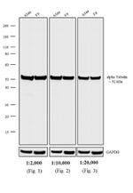 Rat IgG (H+L) Secondary Antibody in Western Blot (WB)