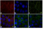 Rabbit IgG (H+L) Highly Cross-Adsorbed Secondary Antibody in Immunocytochemistry (ICC/IF)