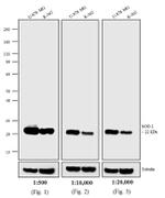 Mouse IgG (H+L) Secondary Antibody in Western Blot (WB)