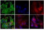 Mouse IgG (H+L) Highly Cross-Adsorbed Secondary Antibody in Immunocytochemistry (ICC/IF)