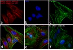 Rabbit IgG (Heavy chain) Secondary Antibody in Immunocytochemistry (ICC/IF)