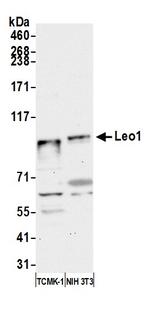 Leo1 Antibody in Western Blot (WB)