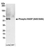 Phospho-WASP (Ser483, Ser484) Antibody in Western Blot (WB)