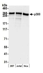 p300 Antibody in Western Blot (WB)