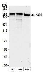 p300 Antibody in Western Blot (WB)