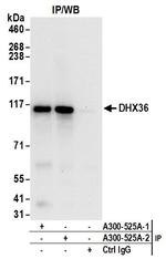 DHX36 Antibody in Immunoprecipitation (IP)