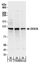 DHX36 Antibody in Western Blot (WB)