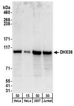 DHX36 Antibody in Western Blot (WB)