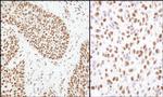 Matrin 3 Antibody in Immunohistochemistry (Paraffin) (IHC (P))