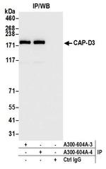 CAP-D3 Antibody in Immunoprecipitation (IP)