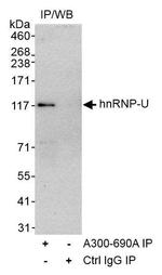 hnRNP-U Antibody in Immunoprecipitation (IP)