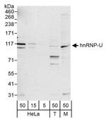 hnRNP-U Antibody in Western Blot (WB)