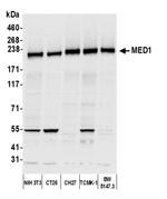 CRSP1/TRAP220 Antibody in Western Blot (WB)