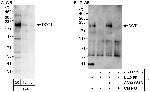 DOT1L Antibody in Western Blot (WB)