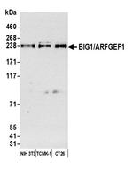 BIG1/ARFGEF1 Antibody in Western Blot (WB)
