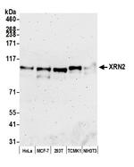 XRN2 Antibody in Western Blot (WB)