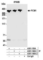 PCM1 Antibody in Immunoprecipitation (IP)
