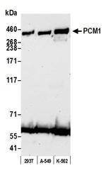 PCM1 Antibody in Western Blot (WB)