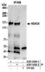 HDAC6 Antibody in Immunoprecipitation (IP)