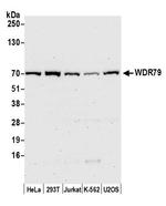 WDR79 Antibody in Western Blot (WB)