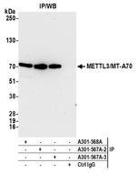 METTL3/MT-A70 Antibody in Immunoprecipitation (IP)