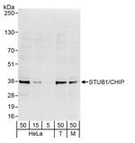 STUB1/CHIP Antibody in Western Blot (WB)