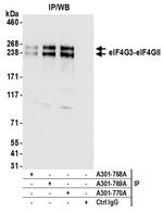 eIF4G3/eIF4GII Antibody in Immunoprecipitation (IP)