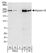 Myosin-10 Antibody in Western Blot (WB)