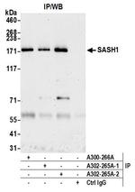 SASH1 Antibody in Immunoprecipitation (IP)