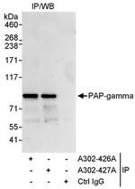 PAP-gamma Antibody in Immunoprecipitation (IP)