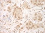 NCBP2 Antibody in Immunohistochemistry (Paraffin) (IHC (P))