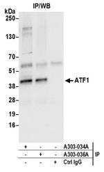 ATF1 Antibody in Immunoprecipitation (IP)