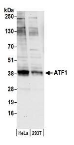 ATF1 Antibody in Western Blot (WB)