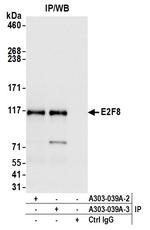 E2F8 Antibody in Immunoprecipitation (IP)