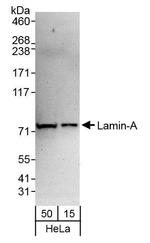 Lamin-A Antibody in Western Blot (WB)