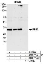 RPB3 Antibody in Immunoprecipitation (IP)