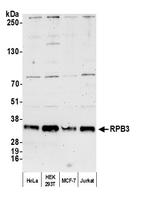 RPB3 Antibody in Western Blot (WB)